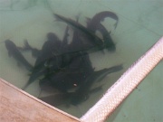 The Tank06-to the elevator